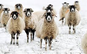 snow covered sheep