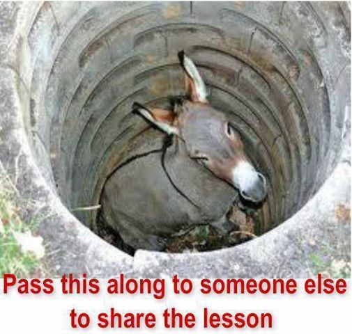 Donkey in well